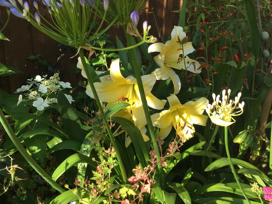 Agapanthus and yellow lilies flowering together in a densely planted summer border
