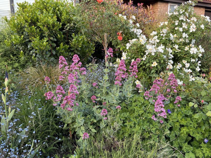 A mixed cottage-garden border of white and pink perennials growing through evergreen shrubs