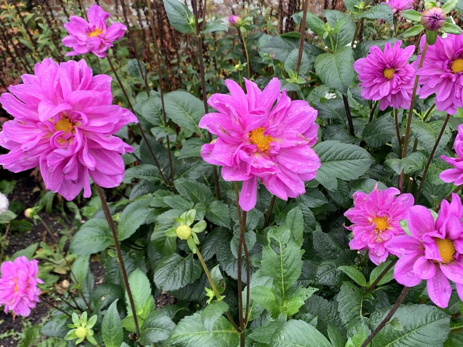 Deep pink dahlias in full bloom in a well-tended garden border