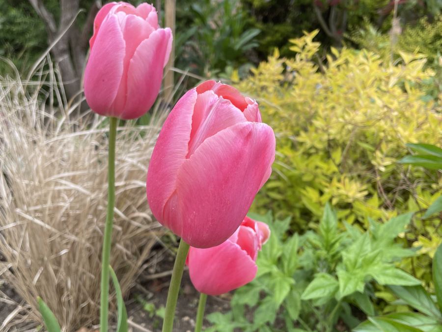 Pink tulips in flower in front of ornamental grasses and fresh spring growth in a garden border