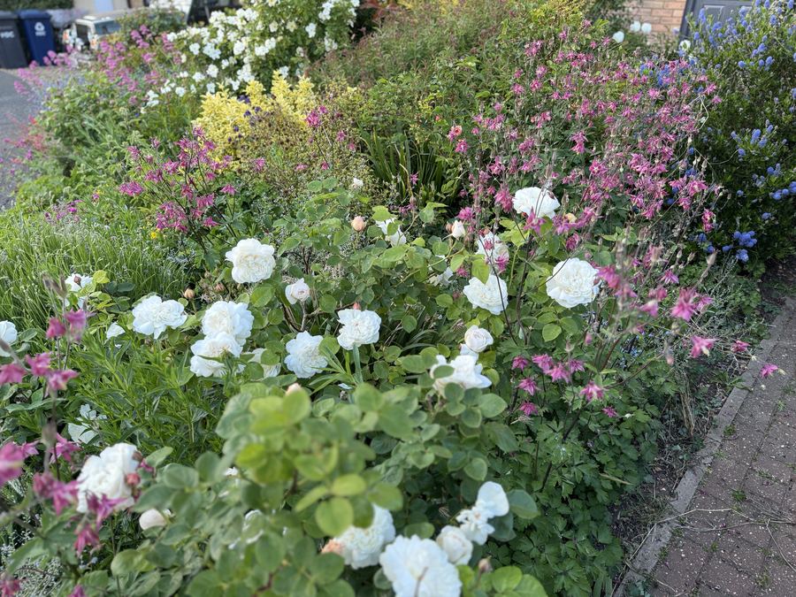 A white and green planting scheme with roses and perennials beside a garden path