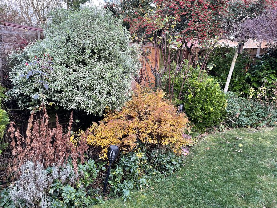 An established garden in autumn with mature shrubs, shaped evergreens and a clipped lawn edge