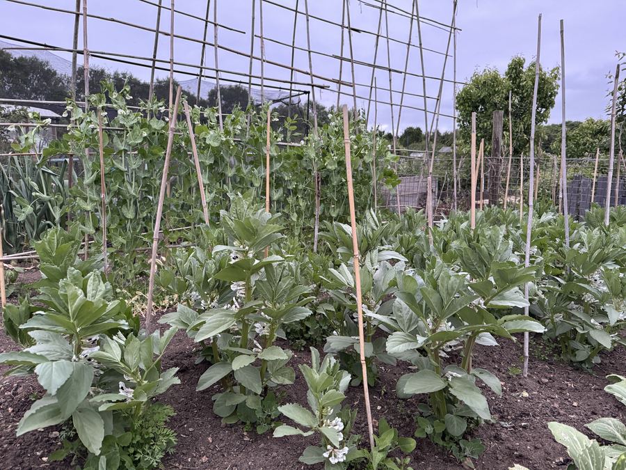 A kitchen garden bed of broad beans supported by canes and string in early summer